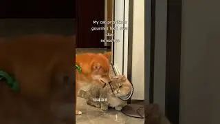 My cat prioritizes gourmet food over dog nonsense #short #funny #catvideo