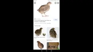 Quails fighting competition!#continue until #win #pakistan #shorts #viral #beautiful #nature