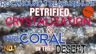 ROCKHOUND TREASUREHUNT - PETRIFIED CRYSTALIZED & RARE EXTINCT PREHISTORIC AGATIZED MONSTER CORAL