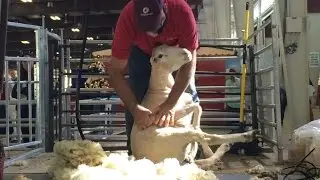 Sheep Shearing Demo _ The Big E _ New England Fall Events