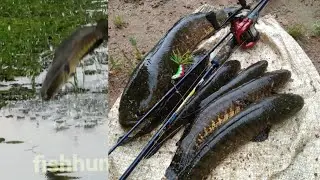 മീൻപിടുത്തക്കാരനെ  വിറപ്പിച്ച വരാൽ    1.6 kg നാടൻ വരാൽ. Snakehead fishing Kerala #toman #fishhunter