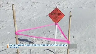 Sea turtle nesting season wraps with surprises on coast