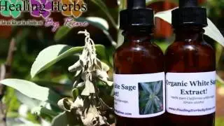 Organic white sage extract