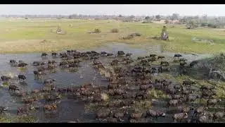 THINK Buffalo on the Move | Sable Alley | Khwai Private Reserve | Natural Selection | Botswana