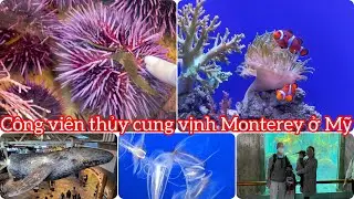 Phần 4 Monterey Bay Aquarium Seafood Watch Program California in USA.nước mỹ diệu kỳ 74