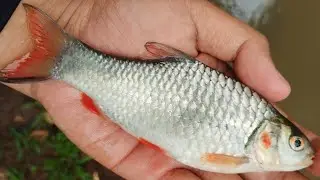 TERBARU ‼️ MANCING IKAN PIPI MERAH DI PELOSOK KOTA DEPOK ‼️