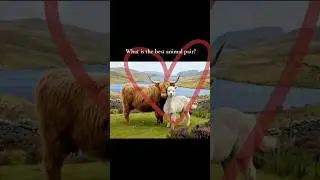 Why Alpacas and Highland Cows Make the Perfect Pair
