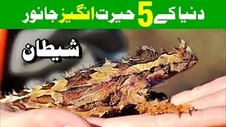 5 Unique | Amazing Animals in the world | by @ilmiBite