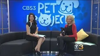 CBS 3 Pet Project: Travelling With Your Pet