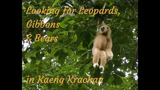 Looking for Leopards, Gibbons and Bears in Kaeng Krachan