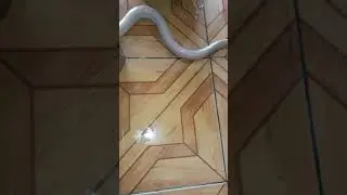 Belut PUTIH