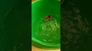 How to wash a hamster in the bath and it's possible to do it?