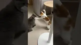 Cats scare people too 😂