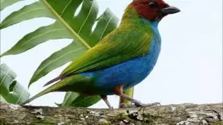 Sa&iacute;ra-de-cabe&ccedil;a-castanha (Tangara gyrola)