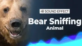 Bear Sniffing Sound Effect | SFX
