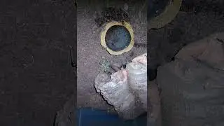 APHONOPELMA CHALCODES (ARIZONA BLONDE TARANTULA)JUVENILE FEMALE BEING SECRETIVE!❤!