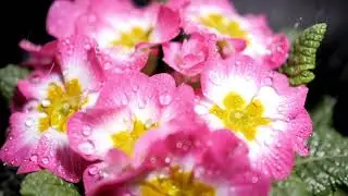 Celebrating Beltane: The Festival of Fire and Fertility