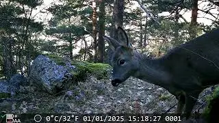Corzos de la Sierra de Guadarrama con Coolifepro SV-TCFSW