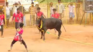 சங்கந்திடல் கள்ளிக்குடி கருப்பசாமி குழு Vs குழிபிறை பொறியாளர் பாண்டியராஜன் காளை | PK Media