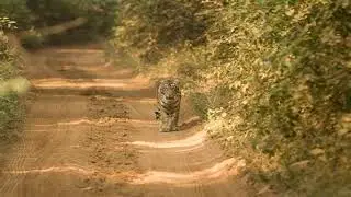 What is Tiger Corridor Heres all you need to know about Rs 5500 crore project