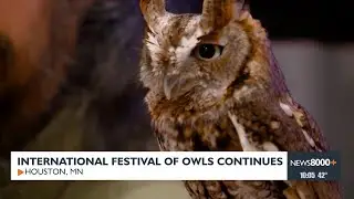 International festival of owls continues | Houston, MN