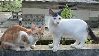 Kumpulan Video Kucing Kampung Part #1