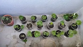 Correct Way to Grow Geraniums From Cuttings