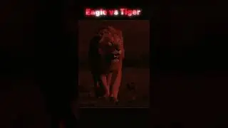 Eagle🦅 vs tiger 🐅 #shorts #usa #us #usashorts #uk