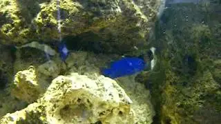 Dark blue damselfish makes friends with yellow tail damselfish and other prison inmates