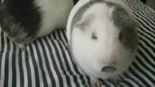The Room - Oh Hi Mark - Starring Dramatic Guinea Pigs