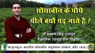 सोयाबीन के पौधे पीले क्यों पड़ जाते है  || Reasons Of Yellowing In Soybean