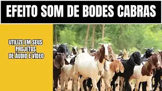 BODES CABRAS SONS DE BODES E CABRAS EFEITOS #efeitos #bodes #cabras