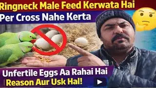 Ringneck Male Parrot Female Ko Feed Karwa Raha Hai Lekin Cross Nahi Karta | Reason Aur Complete Hal