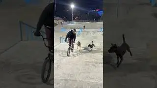 Эти собаки ищут дом 🙄 #bmxbike #bike #bmx #собаки #taxi #dog
