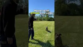 Как улучшить 🎓 способность вашей собаки подзывать 🗣️🐶 #собака #подзыв #dogleash