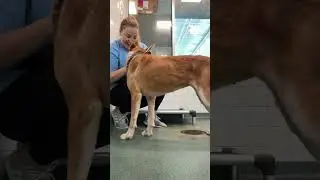 Colleen needs a home!🥹 She&rsquo;s at Dallas Animal Shelter. #dogs #dogshorts #dogrescue #dog #love #fyp