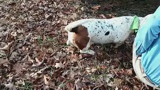 Hiking the creekside.....with Daisy Duke Bassett Hound. 🥾🐾🏞🪵