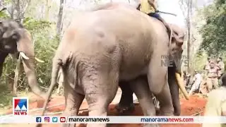 പി.എം 2 കാട്ടാനയെ കുങ്കിയാനകളുടെ സഹായത്തോടെ ലോറിയില്‍ കയറ്റുന്ന കാഴ്ച ​| PM 2 | Wayanad