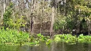 Alligator St. John&rsquo;s River Daytona Beach Thanksgiving F24