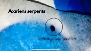 ACARIEN de serpent gorg&eacute; de sang - Ophionyssus natricis