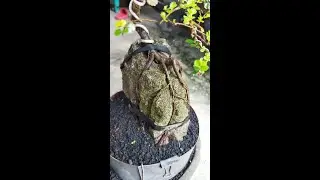 Tata akar bonsai Ulmus on the rock #bonsaiulmus #programbonsai #shorts #hiphipgarden