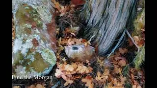 (FOUND)Petrero Falls NM (Find the Morgan treasure map) (6-23)