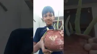 Aaj plant shift kar raha hun