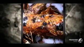 Exidia pithya - fungi kingdom