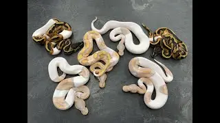 Some amazing Black Pastel Pieds and Clowns from the 2022 hatching season!