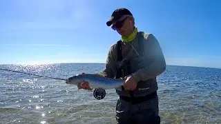 Havs&ouml;ring i V&aring;rsolen (flyfish4fun.se)