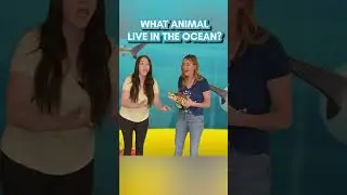 Ocean Adventures with The Preschool Place | Short Educational Clip for Kids