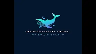 Sea Turtles: Ancient Creatures Faced with Modern Challenges