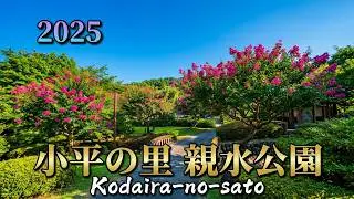 【百日紅・サルスベリ】小平の里と親水公園を2025年7月26日撮影　群馬県みどり市大間町小平甲