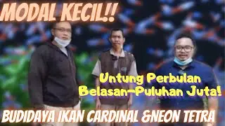 MODAL KECIL UNTUNG BESAR | BUDIDAYA IKAN CARDINAL & NEON TETRA | BANG GOMPAL CURUG BOJONGSARI DEPOK